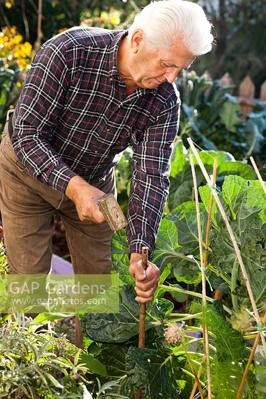 Man adding bamboo support for Brussels sprouts.