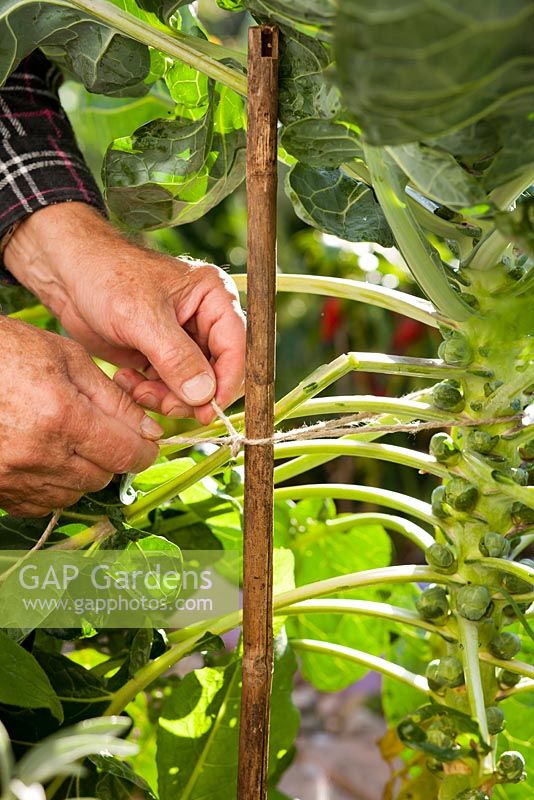 Man placing bamboo support for Brussels sprouts. Tying in plant