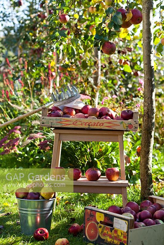 Harvested apples and picker under apple tree.