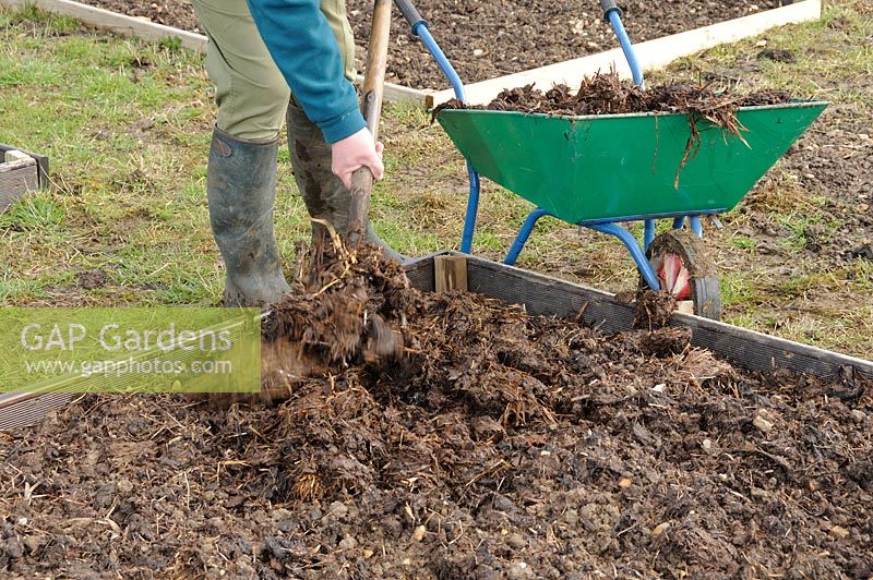 Gardener applying farmyard manure to raised beds, Norfolk, UK, March