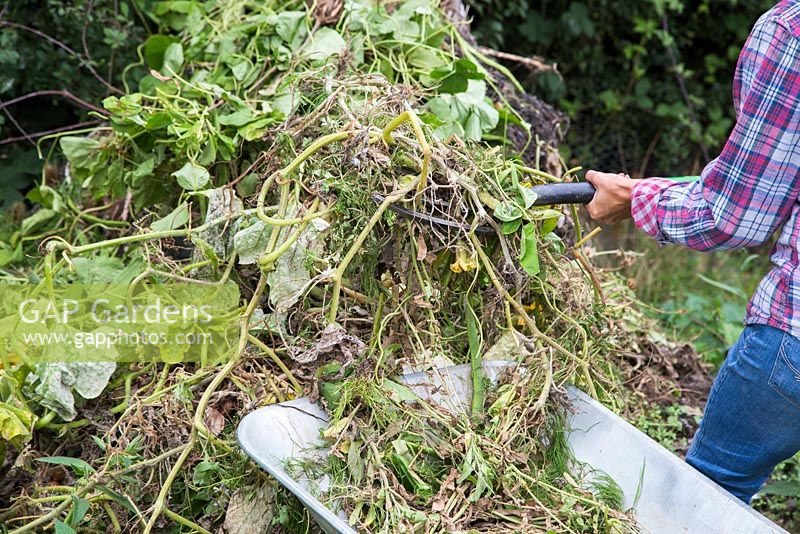 Woman clearing an allotment. Placing waste on top of a compost pile