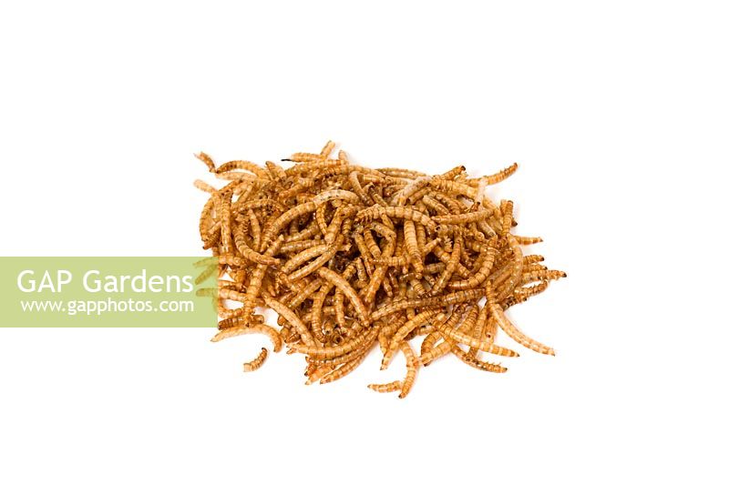 Dried mealworms for wild bird food