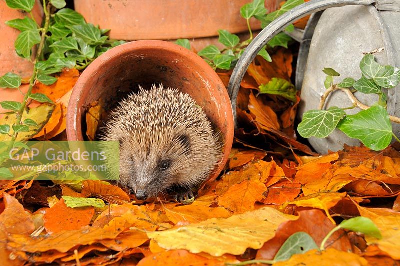 Hedgehog - Erinaceus europaeus foraging for food in urban garden amongst terracotta pots and autumn leaves