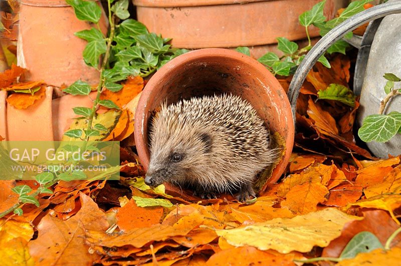 Hedgehog - Erinaceus europaeus foraging for food in urban garden amongst terracotta pots and autumn leaves
