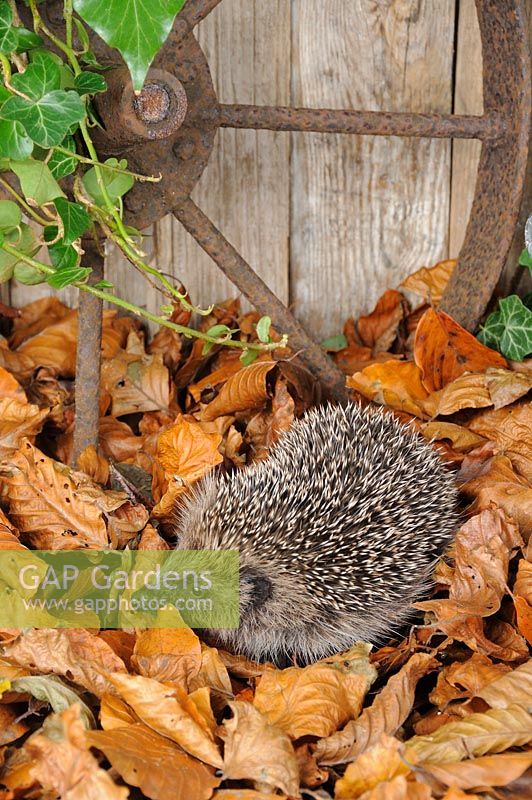 Hedgehog - Erinaceus europaeus foraging for food amongst autumn leaves
