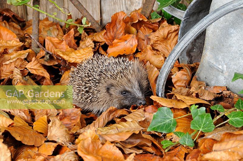 Hedgehog - Erinaceus europaeus foraging for food in urban garden amongst autumn leaves
