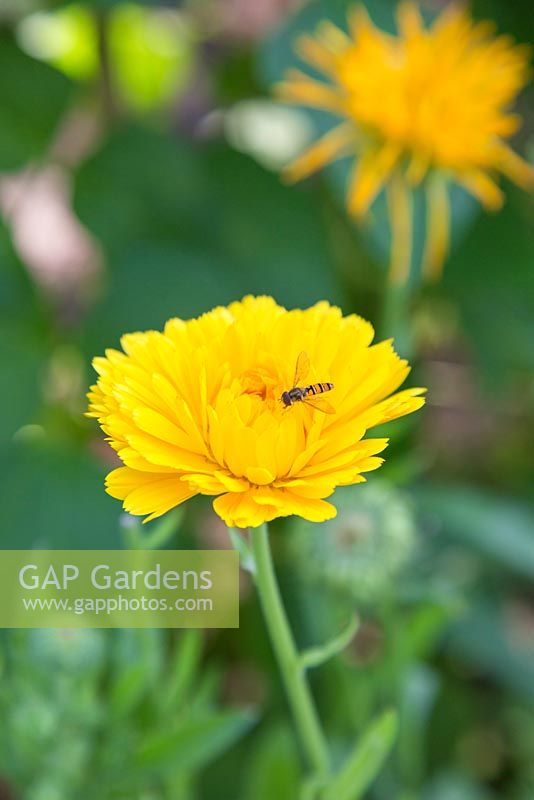Hoverfly gathering pollen from Calendula officianalis 'Art Shades'