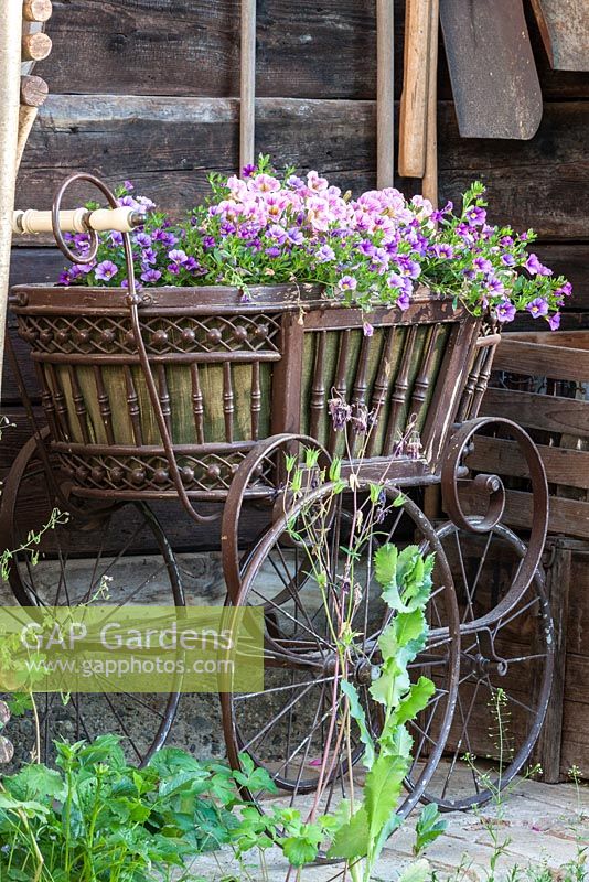 Antique baby carriage with planting of petunia