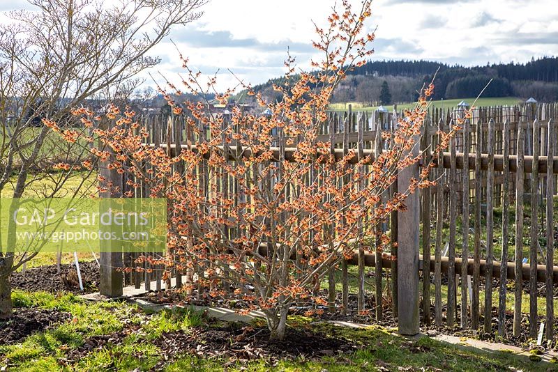 Hamamelis intermedia  (x) 'Diana' in front of a wooden picket fence 