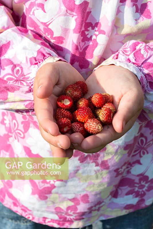 A child's hands holding wild strawberries