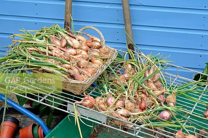 Home grown shallots, drying out ready for winter storage