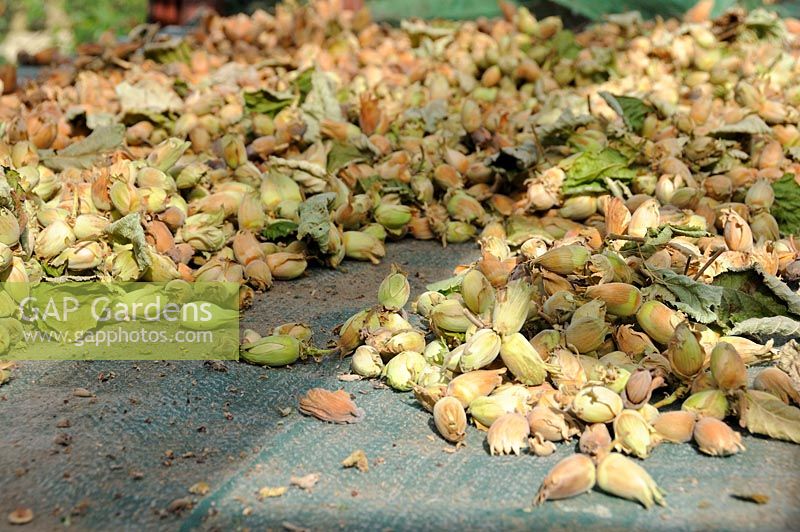 Cultivated Nuts - Kent cobnuts, drying on greenhouse staging