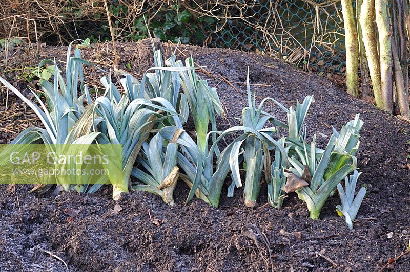 Home grown leeks 'Musselburgh' heeled in soil in garden corner, January