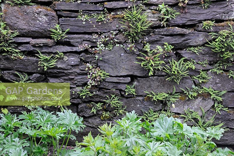 Maidenhair spleenwort - Asplenium trichomanes growing on a slate garden wall, North Wales, UK
