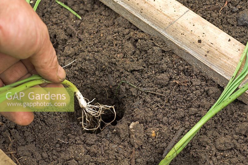 Gardener planting out healthy leek plants 'Bulgarian Giant', on allotment