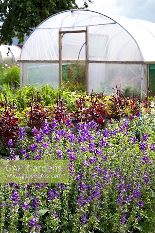 Polytunnel, Salvia viridis and Amaranthus tricolor 'Red Army' at Gabriel's Garden