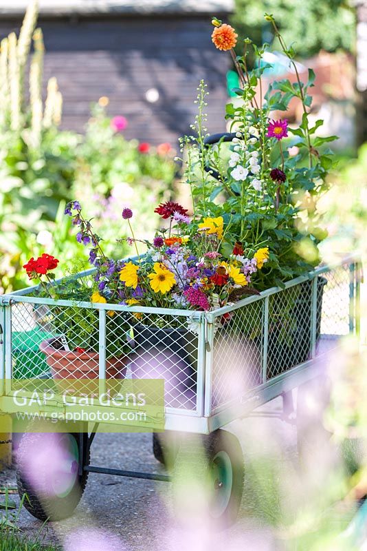 Trolley of picked flowers and container plants 