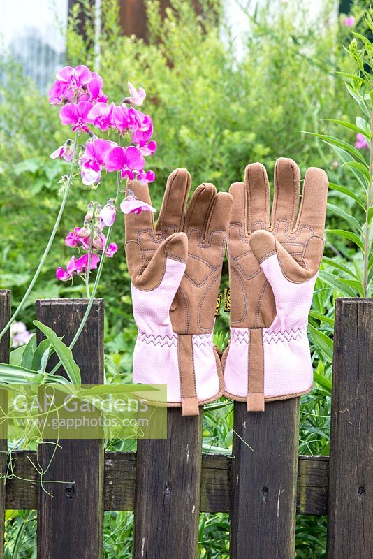 Garden gloves on wooden fence next to sweet peas