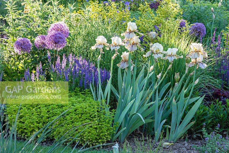 Detail from perennial border with Iris 'Thornbird', Origanum 'Thumble's Variety', Origanum vulgare and Salvia nemorosa