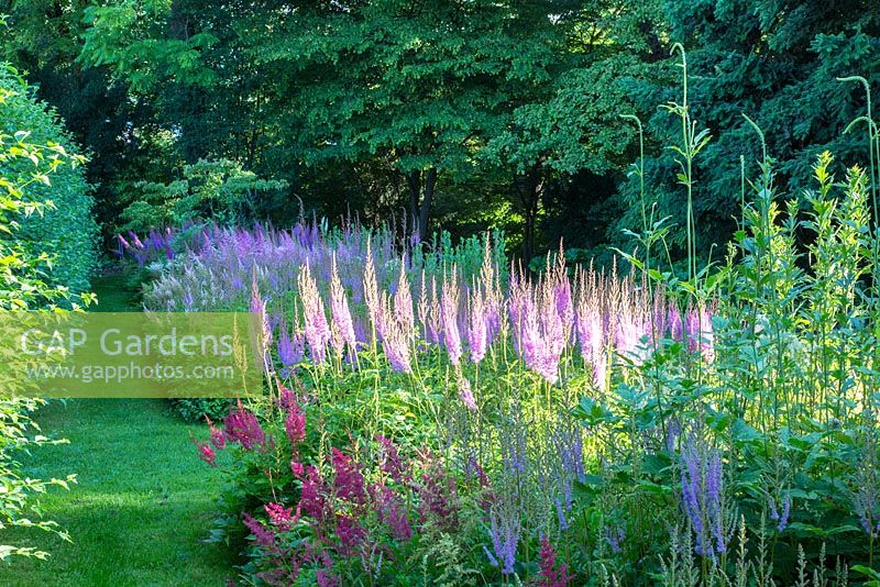 Shady planting with perennials including Astilbe taquetii 'Purpurlanze'