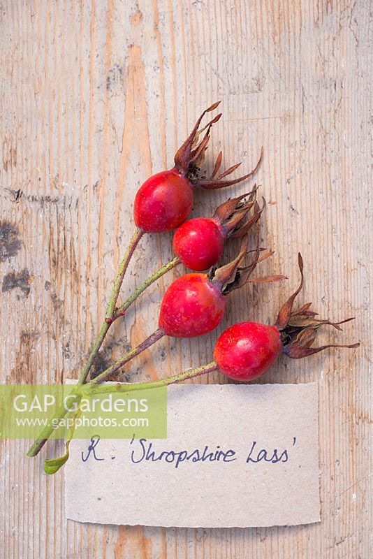 Rose hips of Rosa 'Shropshire Lass' with label. 
