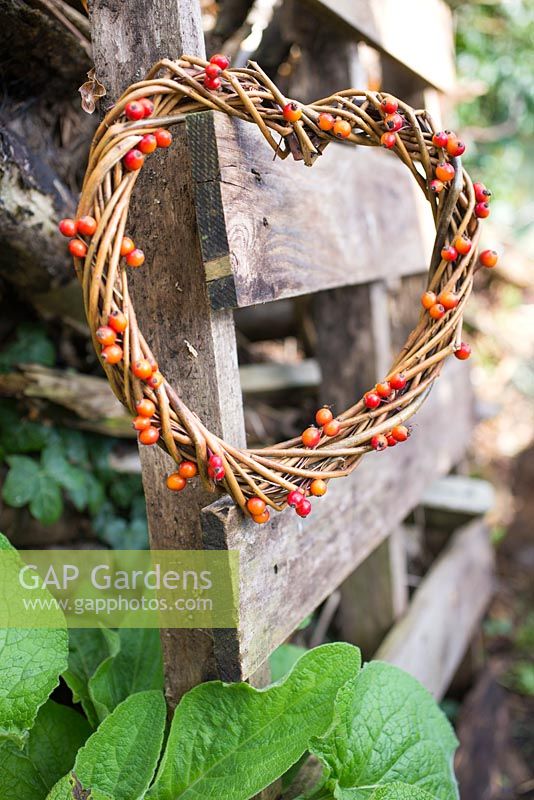 Heart shaped wreath with rose hips from rosa 'Treasure Trove'