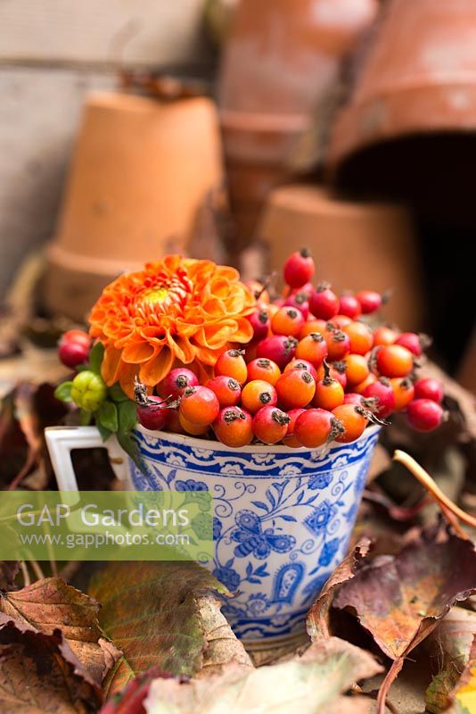 Floral display of Dahlia and Rose hips in blue and white tea cup. 
