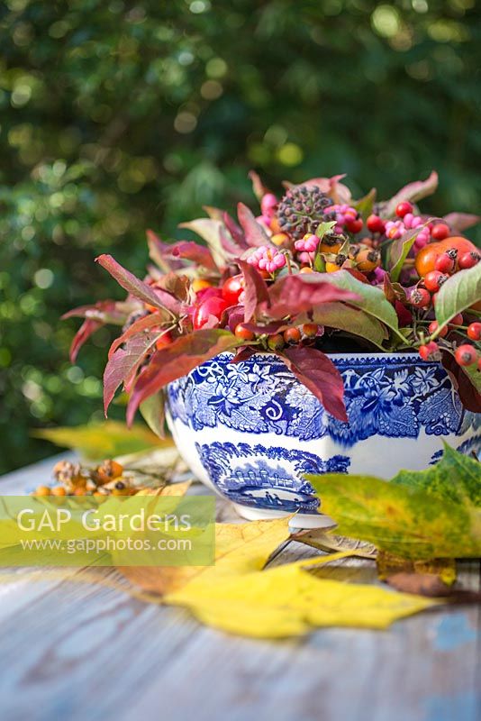 Autumnal floral display of euonymus - spindle with foliage, rose hips and hedera - ivy in a blue and white bowl