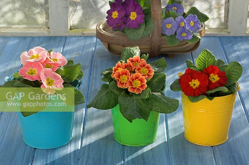 Springtime still life with backlit polyanthus in colurful buckets in rustic garden setting