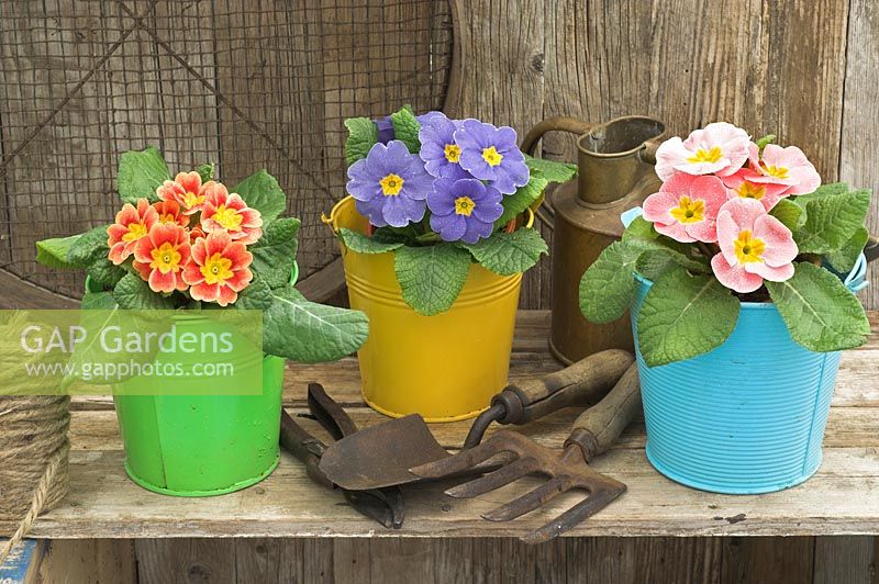 Springtime still life with polyanthus in colurful buckets in rustic garden setting