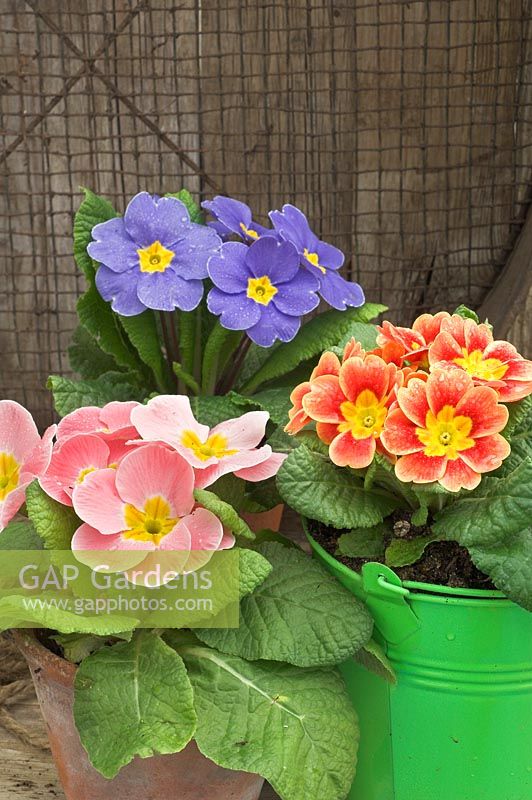 Springtime still life with polyanthus in colurful buckets 