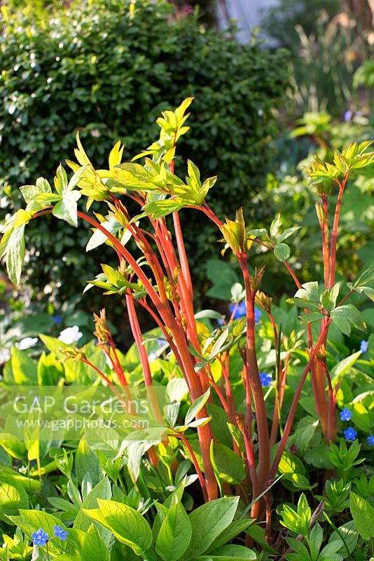 Paeonia - Emerging peony spring shoots with buxus in background