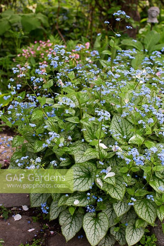 Brunnera macrophylla in spring border with stepping stones 