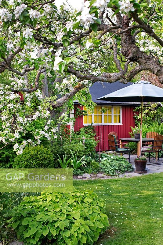 Spring garden with garden shed, parasol, apple tree in blossom, seating area, tulips and epimedium
