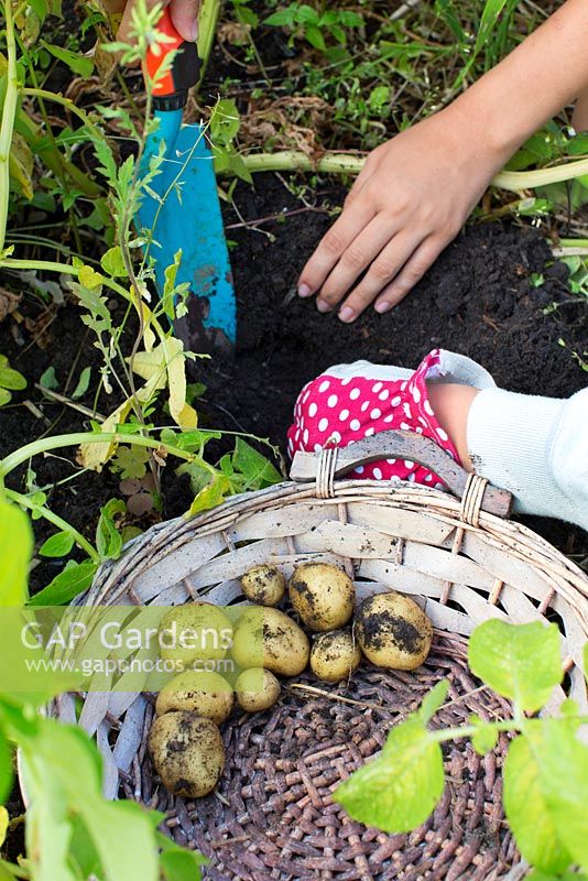 Children harvesting potatoes from small allotment garden and placing them in a wicker basket