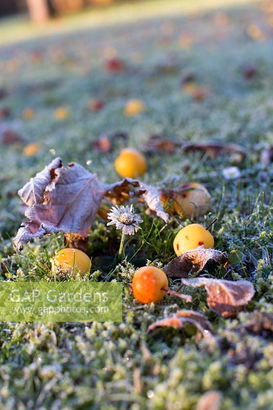 Crabapples and Bellis perennis on grass lawn with frost, november