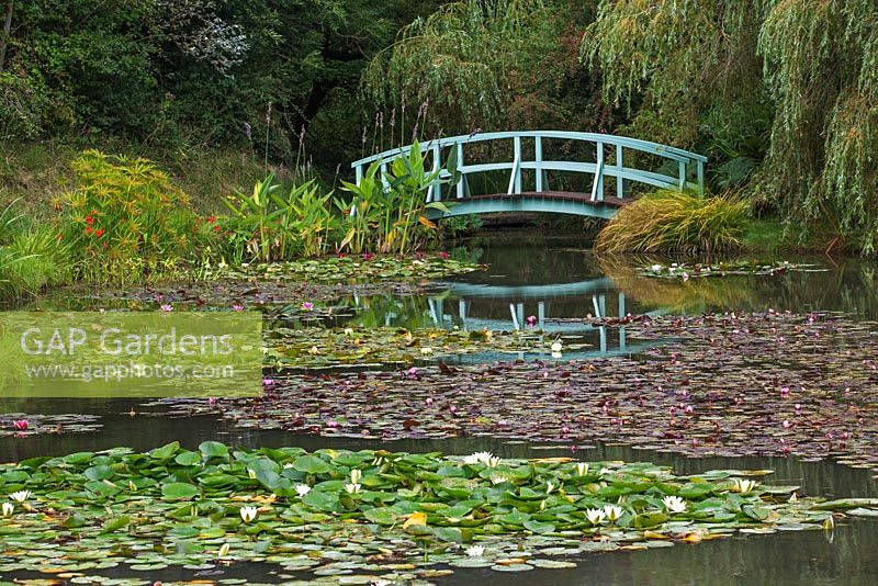 Nymphaea - Water lilies with Japanese style wooden bridge - Bennetts Water Gardens, Dorset