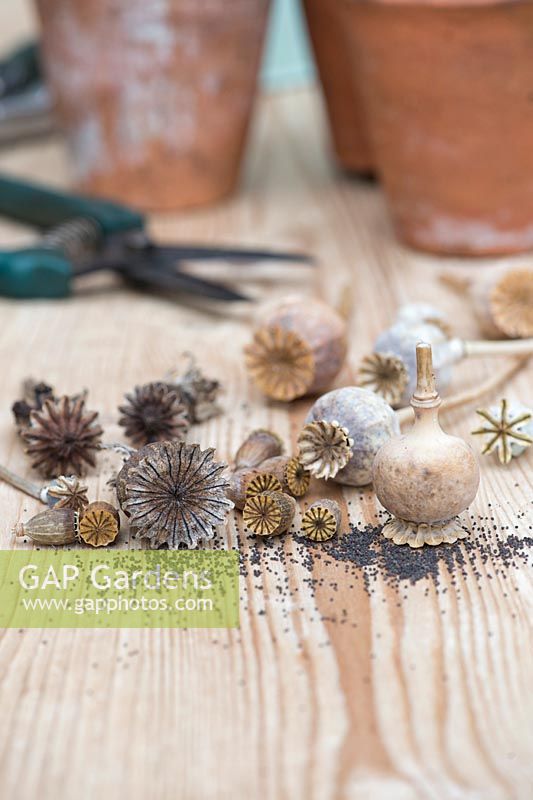 Collected poppy seed pods and seeds - October