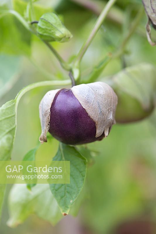 Physalis philadelphica - Tomatillo Purple fruit - Groundcherry - September