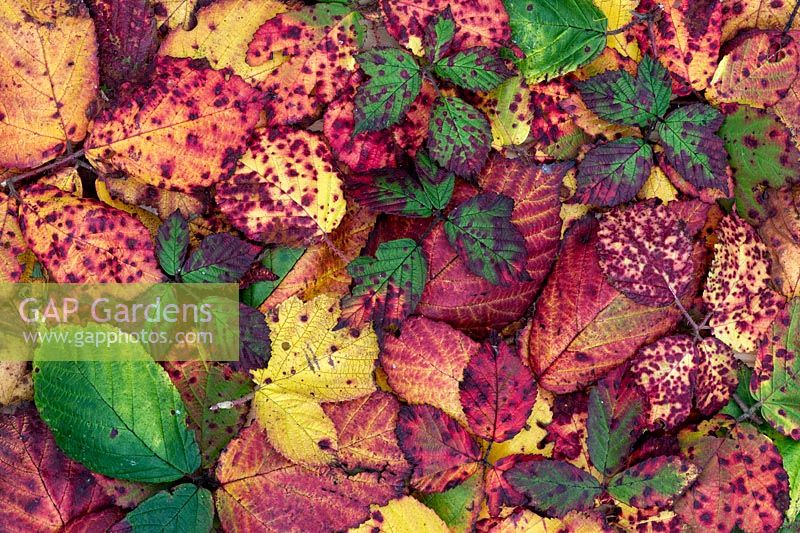 Rubus fruticosus - Blackberry leaves in autumn changing colour pattern - September