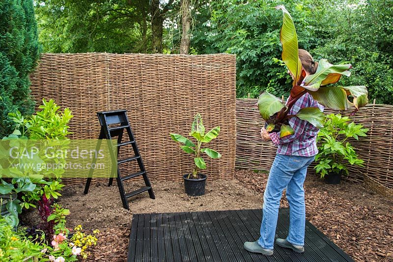 Woman carrying Banana, deciding where to plant it. 