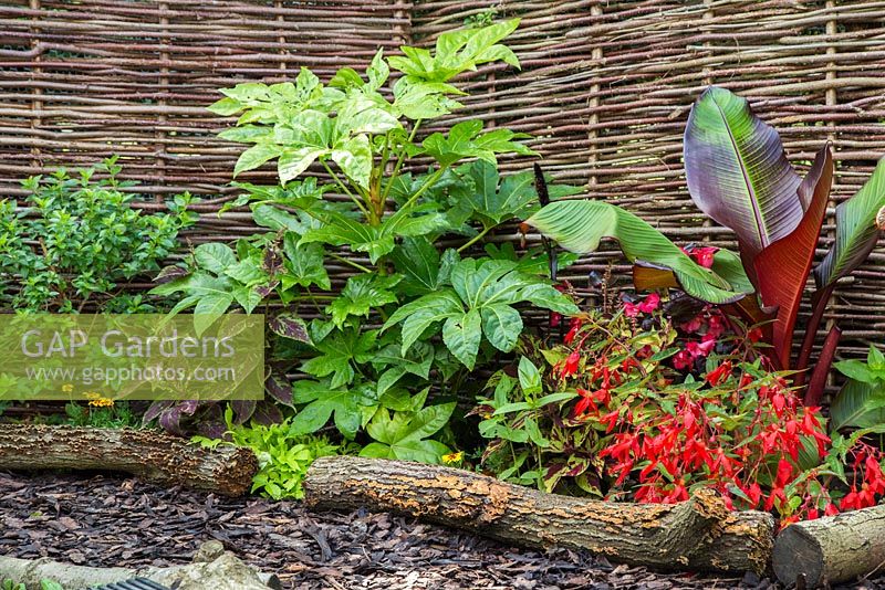 Border planted with Fatsia japonica, Begonia, Coleus and Banana