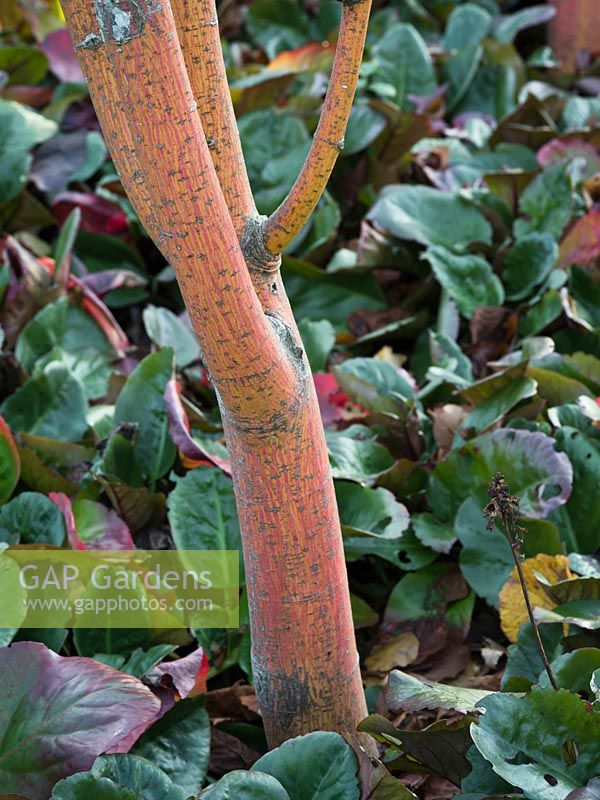 Acer conspicuum 'Phoenix' underplanted with Bergenia 'Eroica' - October