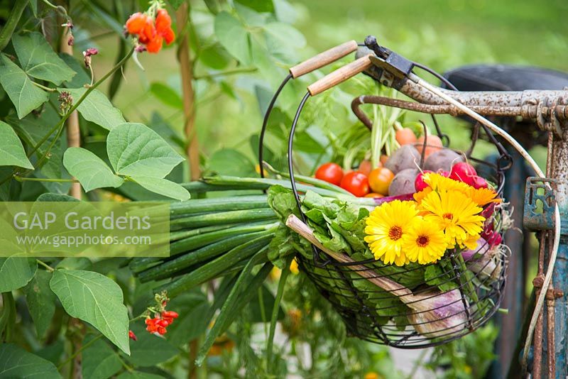 Bicycle basket with a harvest of Calendula, Radish, Tomatoes, Beetroot and Spring Onions