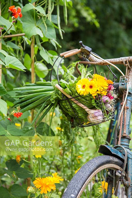 Bicycle basket with a harvest of Calendula, Radish and Spring Onions