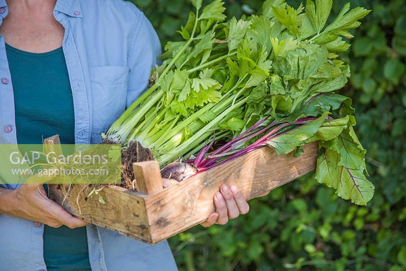 Woman holding wooden crate of allotment produce. Spring Onions, Celery and Lettuce