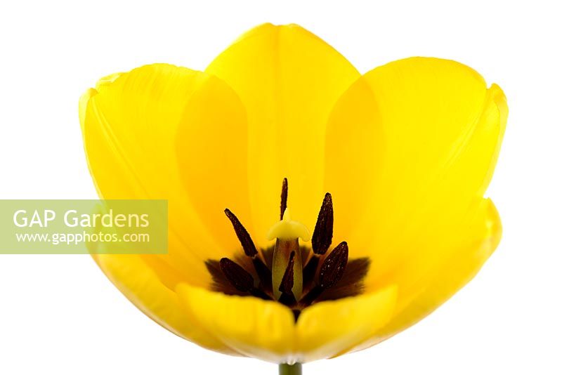 Tulipa 'Golden Apeldoorn', Darwin Hybrid Group