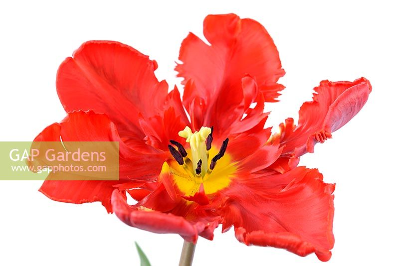 Tulipa 'Blumex Favourite', Parrot Group 