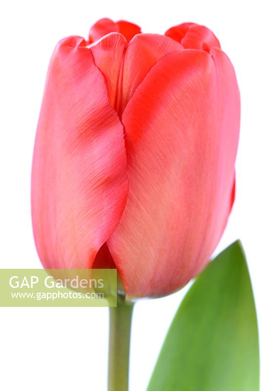 Tulipa 'Apeldoorn', Darwin Hybrid Group