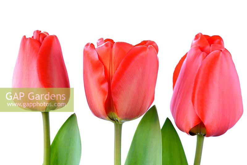 Tulipa 'Apeldoorn', Darwin Hybrid Group
